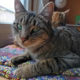 Foto del gato perdido en Nantes