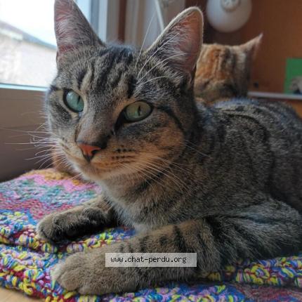 Foto 1/1 Sacha Chat perdido en Nantes