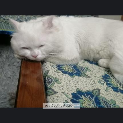 Foto 1/1 Simba Chat perdido en Rawalpindi