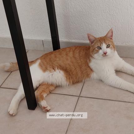 Foto 1/1 Doudou Chat perdido en Alissas