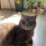 Foto del gato perdido en Yenne