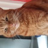 Foto del gato perdido en Helesmes