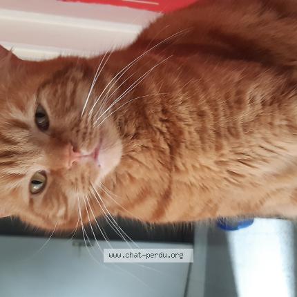 Foto 1/1 Mexicain Chat perdido en Helesmes