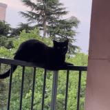 Foto del gato perdido en Chambray Les Tours