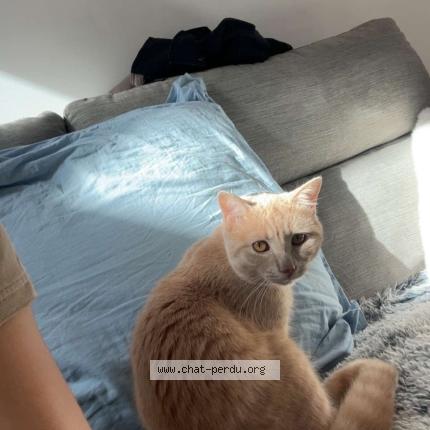 Foto 1/1 Ar&egrave;s Chat perdido en Pouillenay