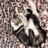 Foto del gato perdido en Crecy La Chapelle