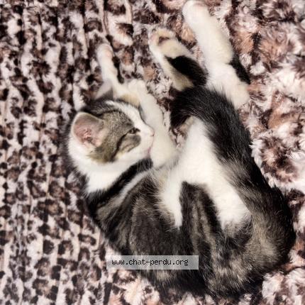 Foto 1/1 Akylia Chat perdido en Crecy la chapelle