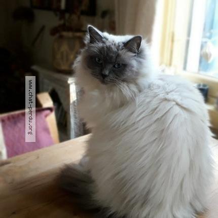 Foto 1/1 Blue Moon Chat perdido en Ile rousse