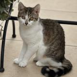 Foto del gato perdido en Marseille