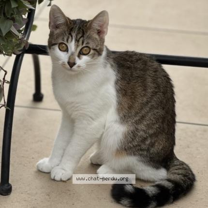 Foto 1/1 Docinho Chat perdido en Marseille