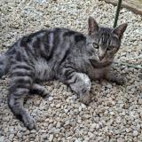 Foto del gato perdido en Thouars 79100