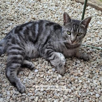 Foto 1/1 STARK Chat perdido en Thouars 79100