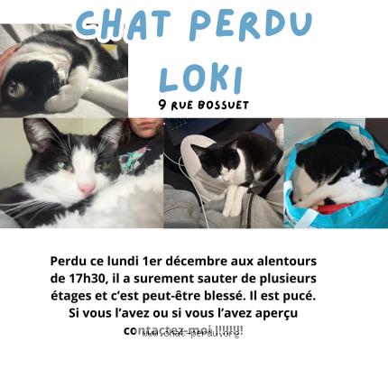 Foto 1/1 Loki Chat perdido en Saint ave