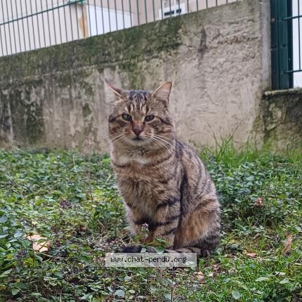 Foto 1/1 Gato encontrado Encontrado en Bonneuil sur marne