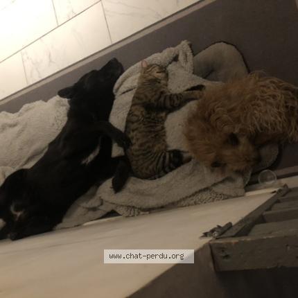 Foto 1/1 Mimiu Chat perdido en Briatexte