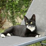 Foto del gato perdido en Sainte Savine