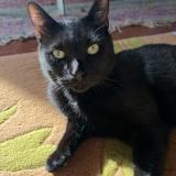 Foto del gato perdido en Gradignan