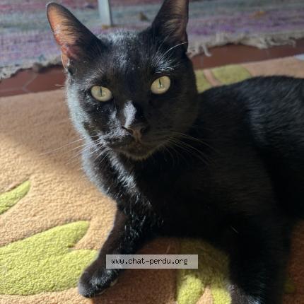 Foto 1/1 Ivar Chat perdido en Gradignan