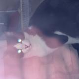 Foto de gato encontrado en La Courneuve