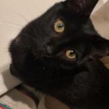 Foto del gato perdido en Annecy