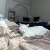 Foto del gato perdido en Villefontaine