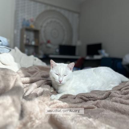Foto 1/1 Simba Chat perdido en Villefontaine