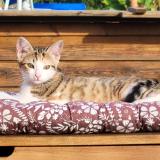 Foto del gato perdido en Saix