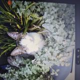 Foto del gato perdido en Le Val