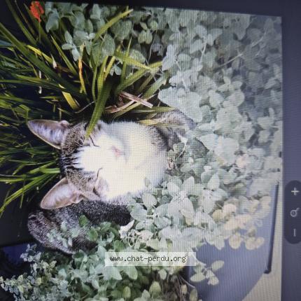 Foto 1/1 Ulysse Chat perdido en Le val