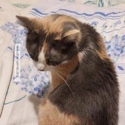 Foto 1/2 MIMINE Chat perdido en Hoenheim