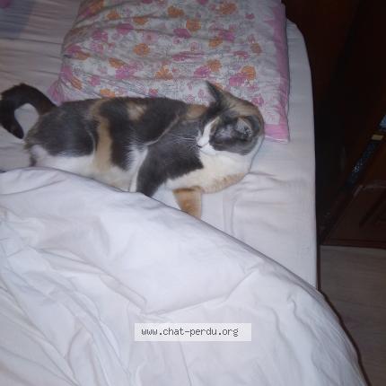 Foto 2/2 MIMINE Chat perdido en Hoenheim