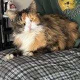 Foto de gato encontrado en Gallatin