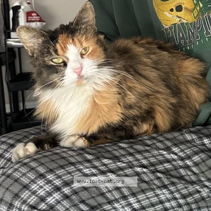 Foto 1/1 Gato encontrado Encontrado en Gallatin