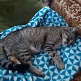 Foto de gato encontrado en Egletons