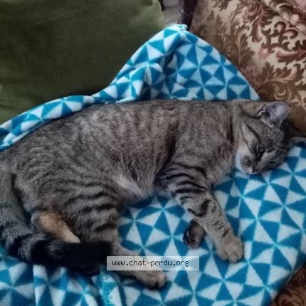 Foto 1/1 Gato encontrado Encontrado en Egletons