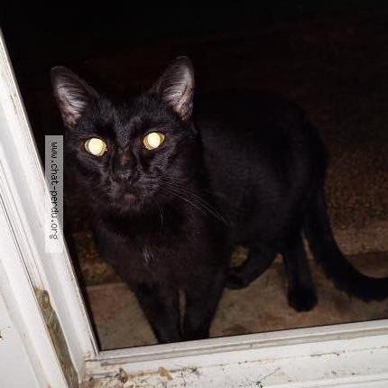 Foto 1/1 Gato encontrado Encontrado en Niort