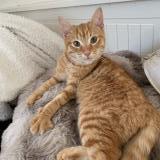 Foto de gato encontrado en La Martyre