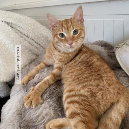 Foto 1/1 Gato encontrado Encontrado en La martyre