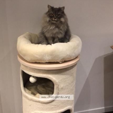 Foto 1/1 Lilou Chat perdido en Ormesson sur marne