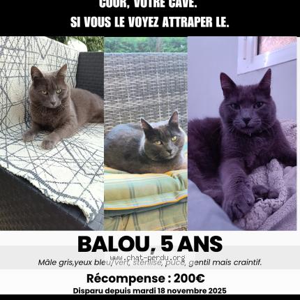 Foto 1/1 Balou Chat perdido en Le treport