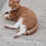 Foto del gato perdido en Begadan