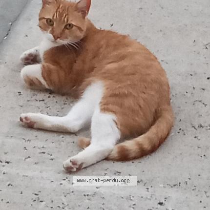 Foto 1/1 Plume Chat perdido en Begadan