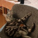 Foto del gato perdido en Sherbrooke