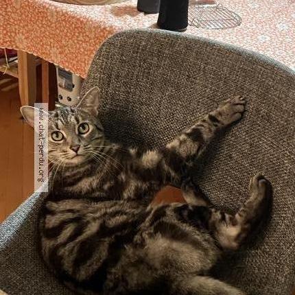 Foto 1/1 Nemo Chat perdido en Sherbrooke