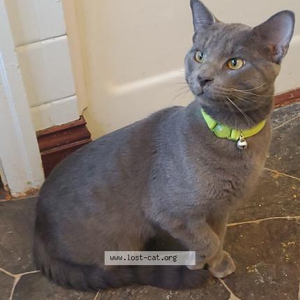 Foto 1/1 Asher Chat perdido en Ottumwa