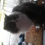 Foto de gato encontrado en Remiremont