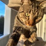 Foto del gato perdido en Strasbourg