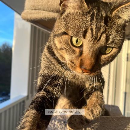 Foto 1/1 Bono Chat perdido en Strasbourg