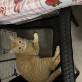 Foto del gato perdido en Mulhouse