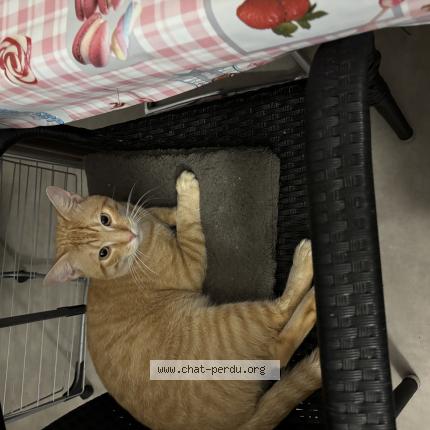 Foto 1/1 Vaska Chat perdido en Mulhouse